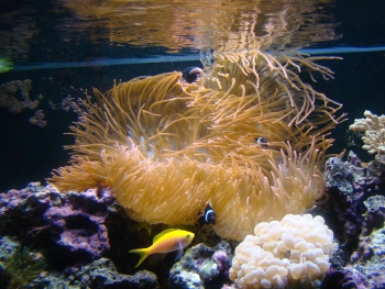  Entacmaea quadricolor (Rose Anemone, Bubble-tip Anemone, Bulb-tipped Anemone, Maroon Anemone)